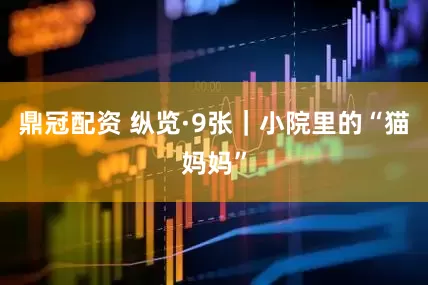 鼎冠配资 纵览·9张｜小院里的“猫妈妈”